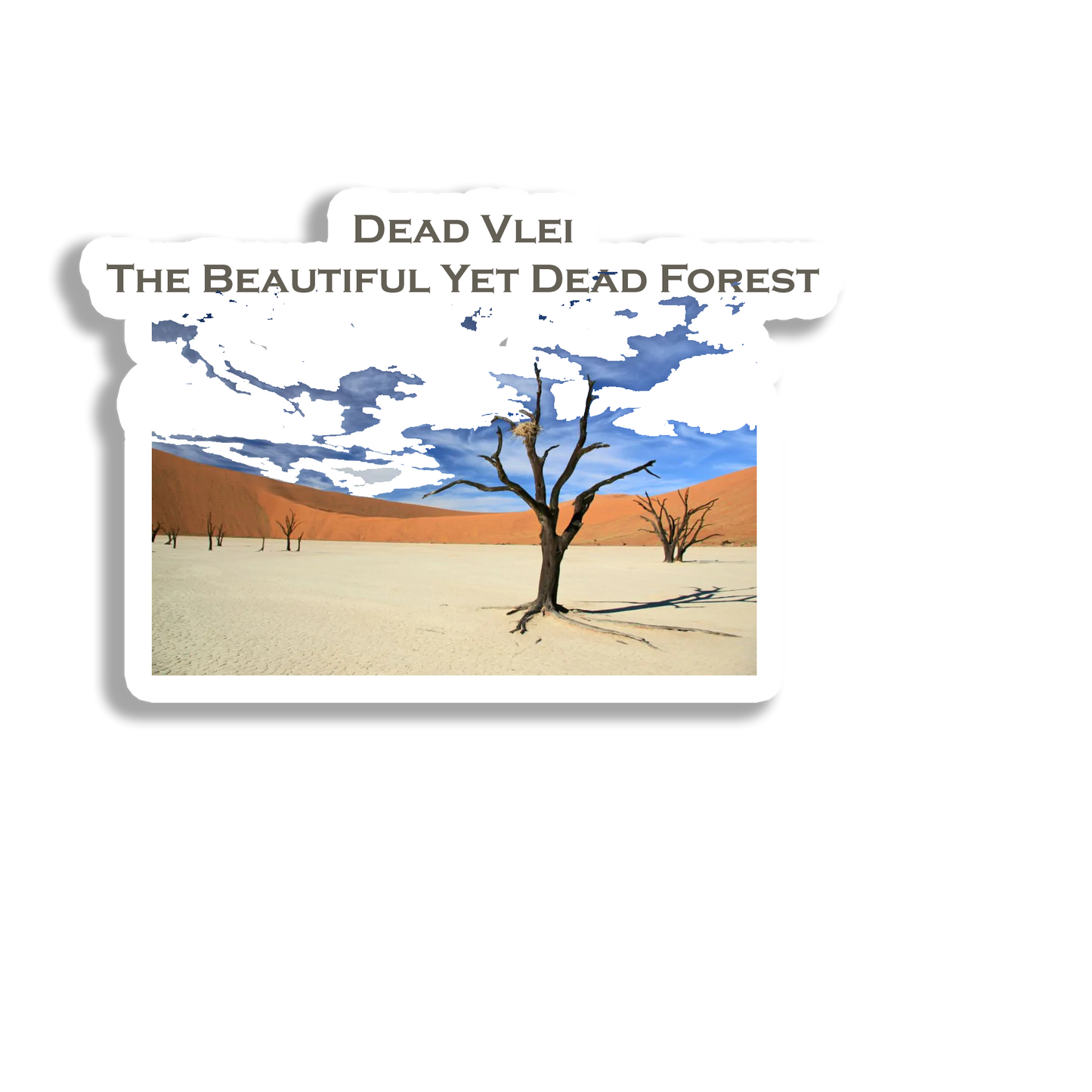Dead Vlei Scenery Souvenir Fridge Magnet