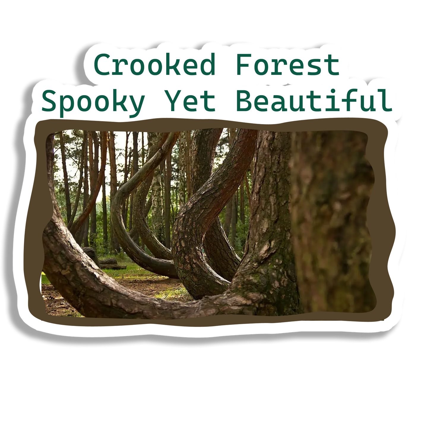 Crooked Forest Beautiful Souvenir Fridge Magnet