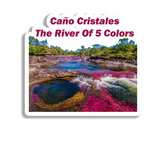 Cano Cristales  Souvenir  Fridge Magnet