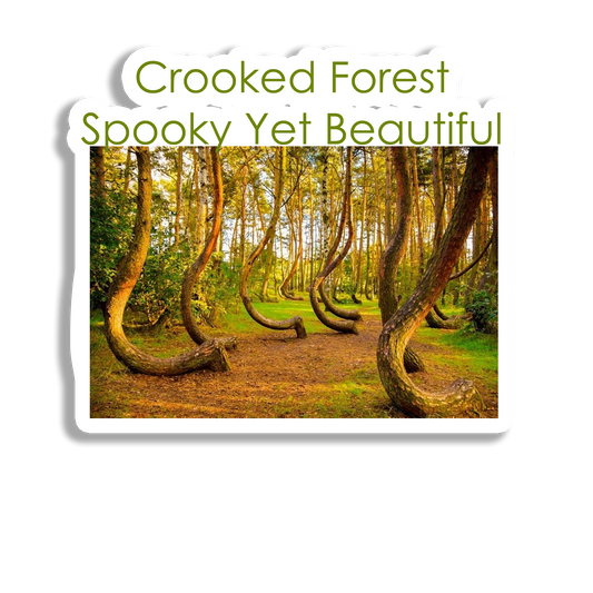 Crooked Forest Souvenir Fridge Magnet